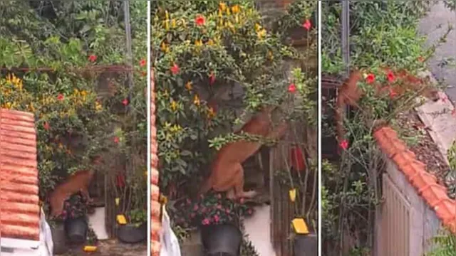 Imagem ilustrativa da notícia Morador encontra onça parda no quintal de casa em Minas Gerais, veja