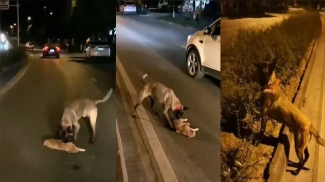 Imagem ilustrativa da notícia Cão tenta socorrer gato que foi atropelado na rua, assista!