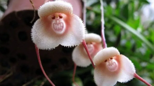 Imagem ilustrativa da notícia “Orquídea Macaco” floresce e impressiona com semelhança, veja