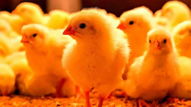 Imagem ilustrativa da notícia Indústria granjeira paraense produziu 28 milhões de quilos de ovos por ano em 2019