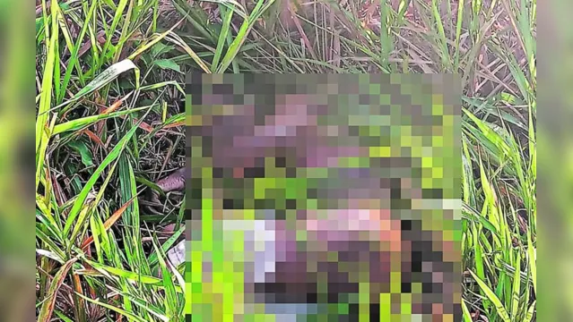 Imagem ilustrativa da notícia Corpo de homem é encontrado em matagal no interior do Pará