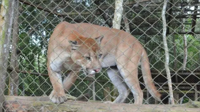 Imagem ilustrativa da notícia Onça que fugiu de zoológico é recapturada em Santarém