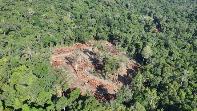 Imagem ilustrativa da notícia PF faz a maior apreensão de madeira da história na divisa do Pará com Amazonas 