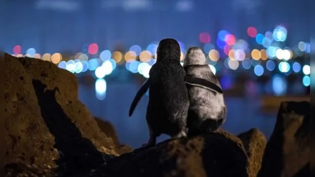 Imagem ilustrativa da notícia Foto de pinguins viúvos se consolando ganha prêmio ano