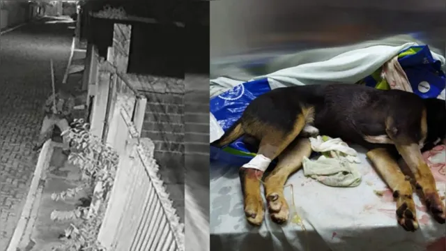 Imagem ilustrativa da notícia Mais um caso: homem mata cachorro com barra de ferro na frente de criança
