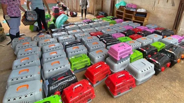Imagem ilustrativa da notícia Van é roubada com 70 gatos resgatados; ONG oferece recompensa