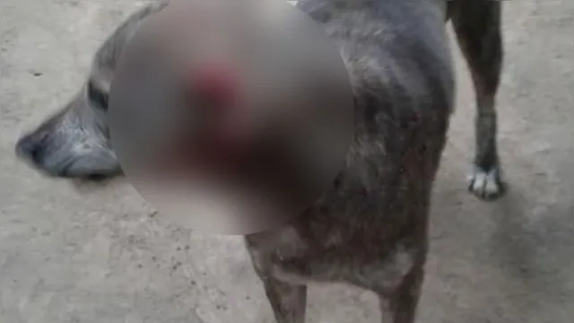 Imagem ilustrativa da notícia Homem é flagrado dando golpes de facão em cachorro no Pará