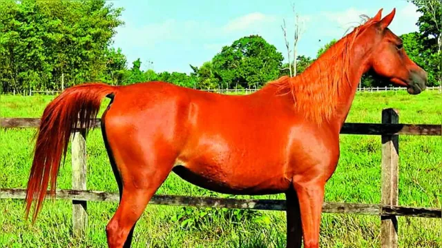 Imagem ilustrativa da notícia Pará se destaca com criadores premiados de cavalos