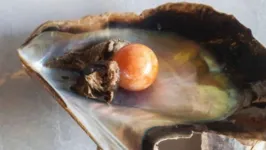 Rara pérola laranja achada por pescador na Tailândia 