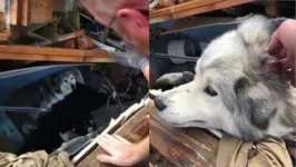 Cachorro é encontrado ileso sob escombros de edifício caído após passagem de tornado nos EUA