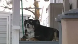 Bill Dorris, de 84 anos deixou toda sua fortuna para a sua cachorra Lulu 
