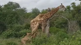 A caçada foi bem planejada pelas leoas que tentaram de tudo