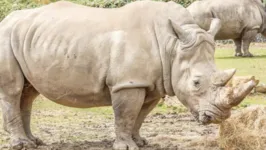 Najin (à esquerda) acompanhada da filha Fatu, as duas últimas fêmeas de rinocerontes-brancos do mundo