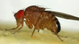 Mosca da fruta, usada no experimento