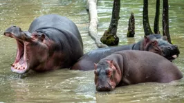 Imagem ilustrativa da notícia Hipopótamos de Pablo Escobar devem ser sacrificados
