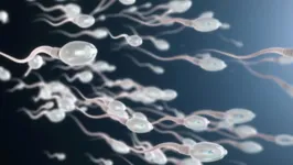 Imagem ilustrativa da notícia Covid-19: vírus pode reduzir fertilidade masculina