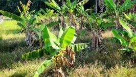 Imagem ilustrativa da notícia Pará está livre da praga considerada a mais destrutiva dos bananais na América Latina