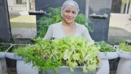 Imagem ilustrativa da notícia Hospital Metropolitano desenvolve horta orgânica voltada para a alimentação de pacientes e profissionais