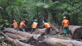 Os manejadores iniciaram no último mês de dezembro a primeira extração sustentável de madeira na localidade