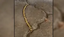 Os insetos já estavam no jardim quando a dona deu falta do adorno