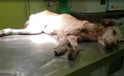 Imagem ilustrativa da notícia Vídeo: cachorro é resgatado com sinais de maus-tratos no Pará