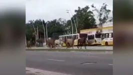 Imagem ilustrativa da notícia Cavalos fogem de batalhão e causam acidente nas ruas de Belém. Veja o vídeo!  