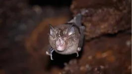 Amostras do vírus foram coletadas em 100 morcegos Rhinolophus acuminatus em junho de 2020.
