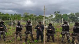 Imagem ilustrativa da notícia Polícia Militar localiza plantação com 25 mil pés de maconha no Pará