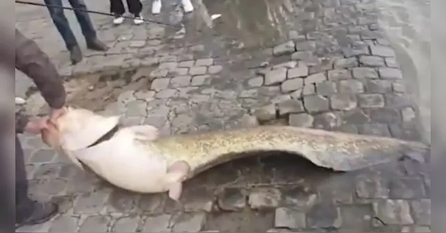 Imagem ilustrativa da notícia Peixe gigantesco é pescado no Rio Sena, no centro de Paris; veja o vídeo