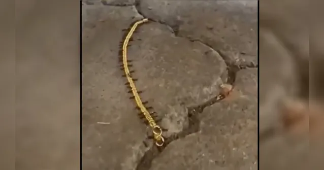 Imagem ilustrativa da notícia "Vida Loka": formigas são flagradas roubando pulseira de ouro