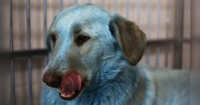 Imagem ilustrativa da notícia Cachorros azuis encontrados na Rússia intrigam o mundo 