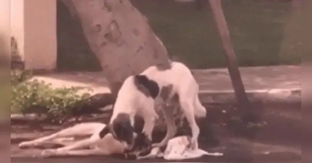 Imagem ilustrativa da notícia Cão atropelado é cuidado por outro vira-lata até socorro chegar