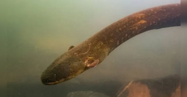 Imagem ilustrativa da notícia Pesquisadores brasileiros observam raro comportamento em peixe-elétrico do Pará