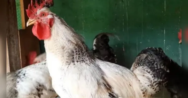 Imagem ilustrativa da notícia Caso raro: galo bota ovos e surpreende moradores de Santa Catarina