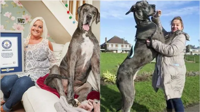Imagem ilustrativa da notícia Morre aos 8 anos, cachorro mais alto do mundo