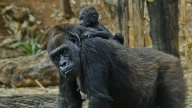 Imagem ilustrativa da notícia Casos de Covid-19 em gorilas despertam preocupação dos cientistas