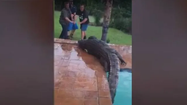Imagem ilustrativa da notícia Crocodilo invade casa, curte piscina e dá trabalho durante resgate;  veja!