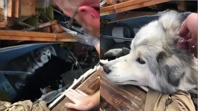 Imagem ilustrativa da notícia Cão é encontrado vivo sob escombros de prédio após passagem de tornado