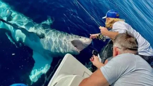 Imagem ilustrativa da notícia Tubarão-albino vira 'amigo' de pescador, 'pede' carinho e no final ataca barco, veja!