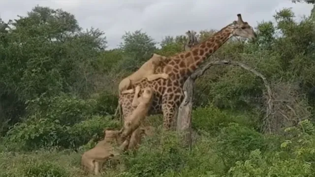 Imagem ilustrativa da notícia Vídeo: girafa sobrevive ao ataque de cinco leoas 