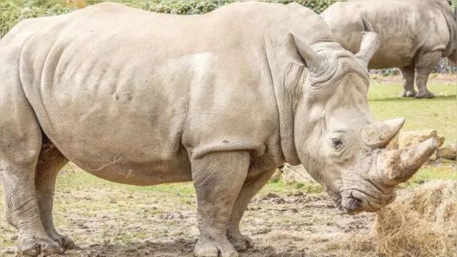 Imagem ilustrativa da notícia Rinocerontes-brancos lutam contra extinção com 2 últimas fêmeas no mundo