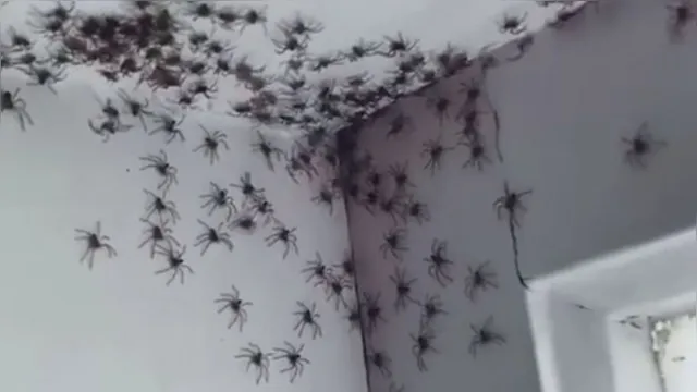 Imagem ilustrativa da notícia Mulher mexe na cortina e é surpreendida por 'ninhada de aranhas'; veja!