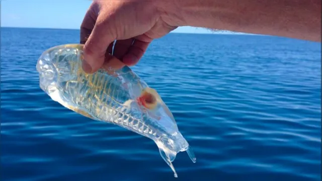 Imagem ilustrativa da notícia Conheça a curiosa espécie de 'peixe transparente', veja o vídeo!