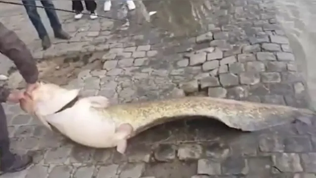 Imagem ilustrativa da notícia Peixe gigantesco é pescado no Rio Sena, no centro de Paris; veja o vídeo