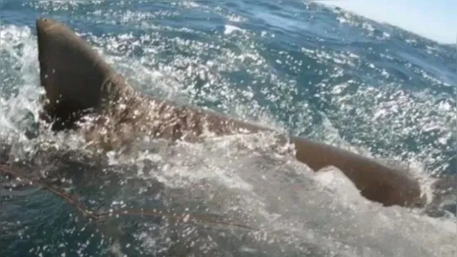Imagem ilustrativa da notícia Tubarão ataca jovem e o arrasta por 20 metros; veja o vídeo!
