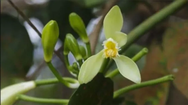 Imagem ilustrativa da notícia Nova espécie de orquídea é encontrada pela primeira vez no Parque do Utinga