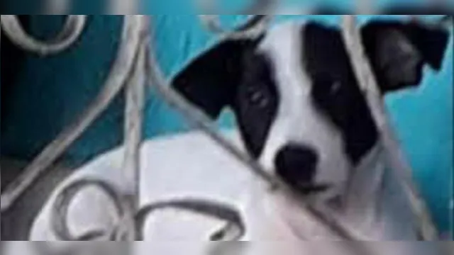 Imagem ilustrativa da notícia Pedida prisão preventiva de militar que matou cachorro em Belém