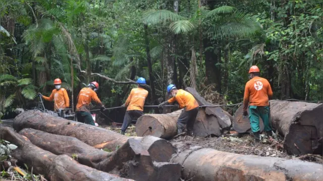 Imagem ilustrativa da notícia Moradores de reserva iniciam extração sustentável de madeira no Pará