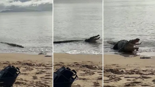 Imagem ilustrativa da notícia Crocodilo gigante engole tubarão em praia; veja o vídeo!