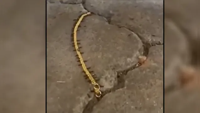 Imagem ilustrativa da notícia "Vida Loka": formigas são flagradas roubando pulseira de ouro